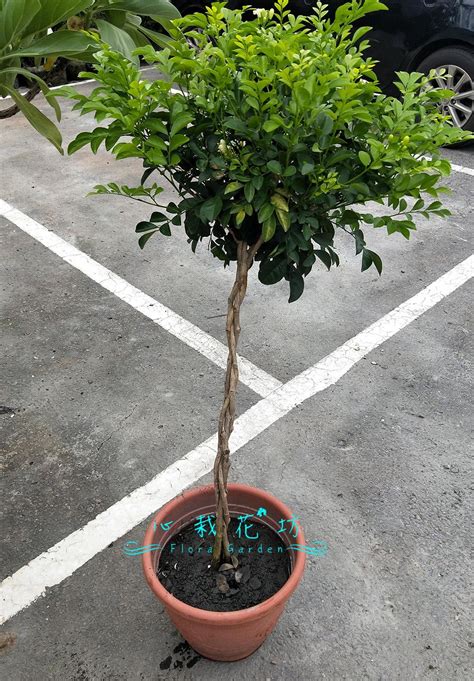 大葉七里香風水|風水植物｜不只富貴竹！7款招財/招桃花植物推介+不 